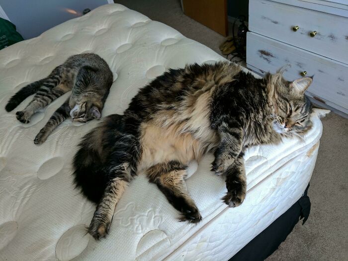 Comparación del tamaño de mi Maine Coon con el mi gato de pelo corto
