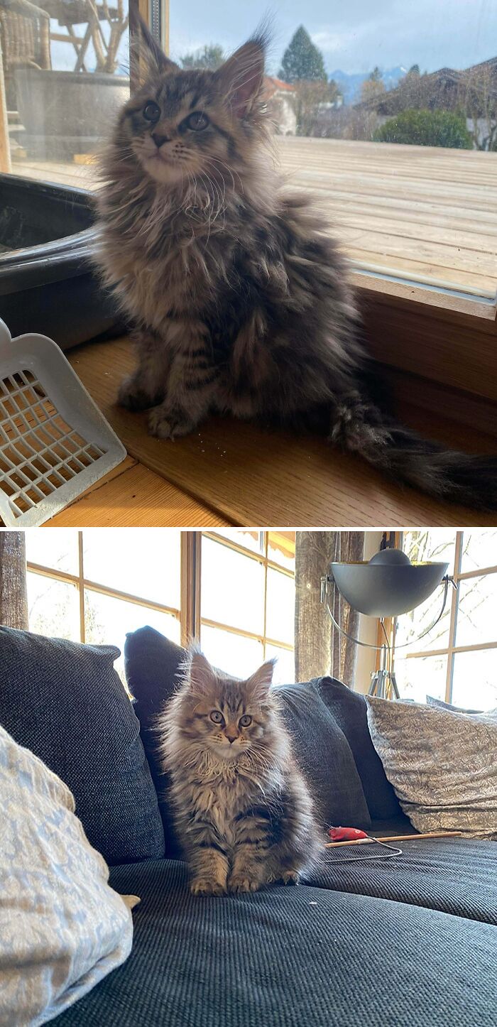 Conoce a Ophelia, mi gatita Maine Coon de doce semanas
