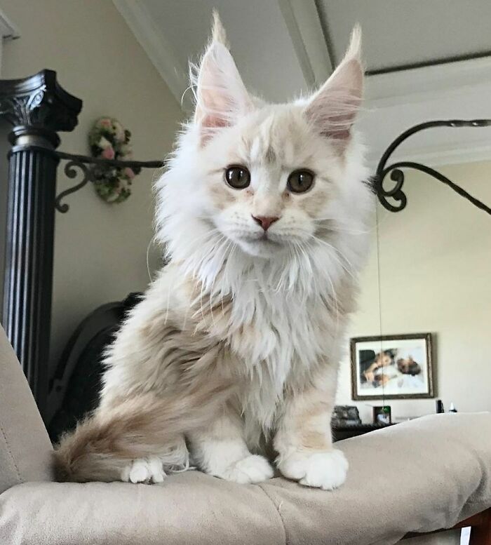 Mi Maine Coon Cream haciéndose más y más grande