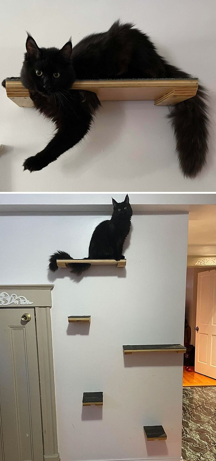 Beelzebub, Maine Coon de 7 meses sobre los estantes que acabamos de construirle