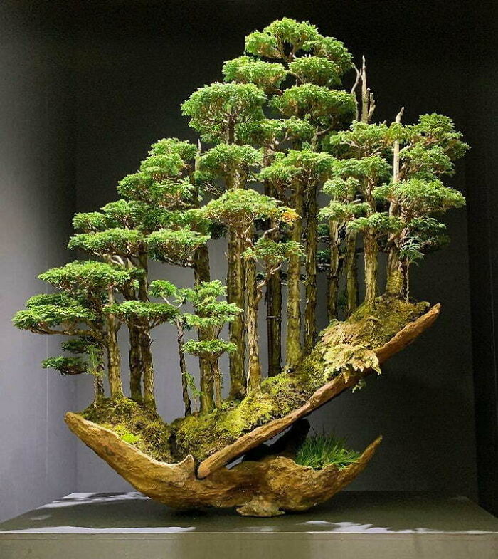 Árbol bonsái que fue vendido por $16.000 en Japón
