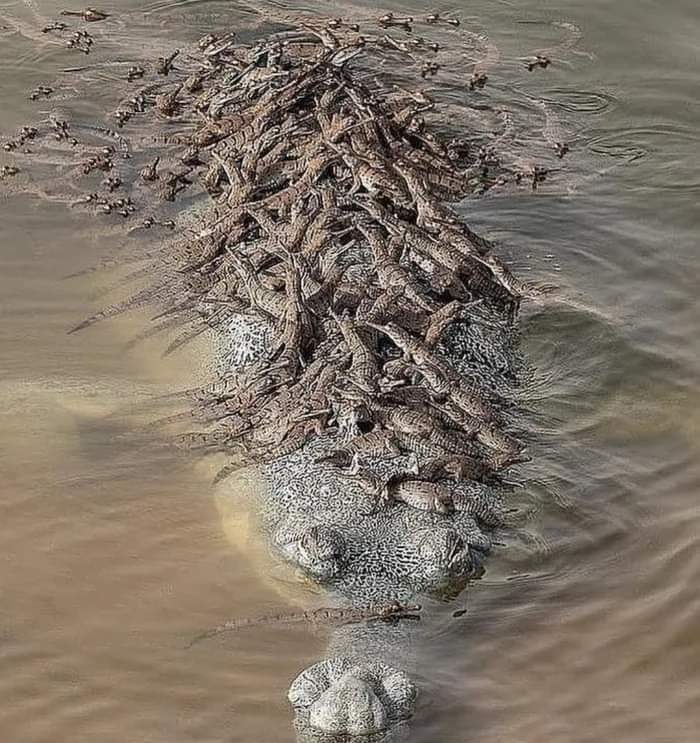 Un papá cocodrilo gavial y sus bebés