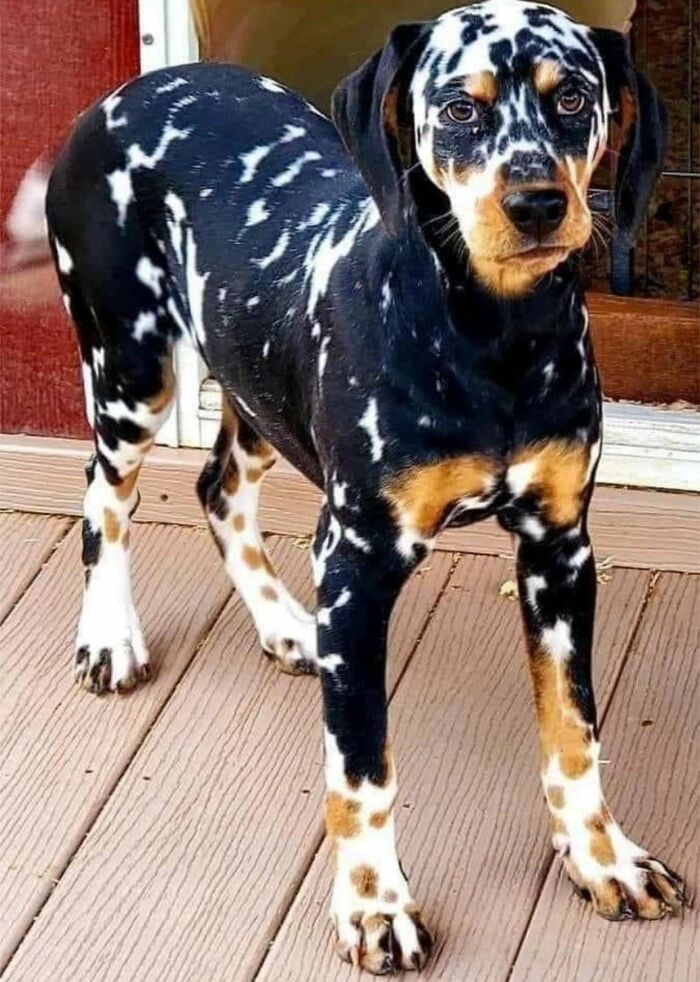 Un hermoso dálmata de 3 colores