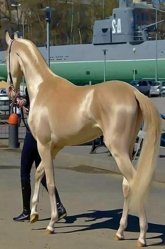 Hermoso