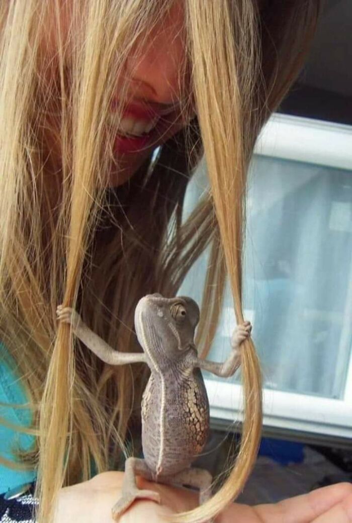 Un camaleón sujetando el cabello de una mujer con sus dos fuertes garras