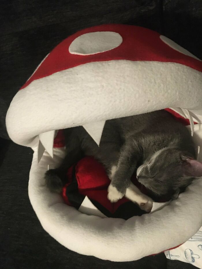 Le hice una cama en forma de planta piraña a mis gatos