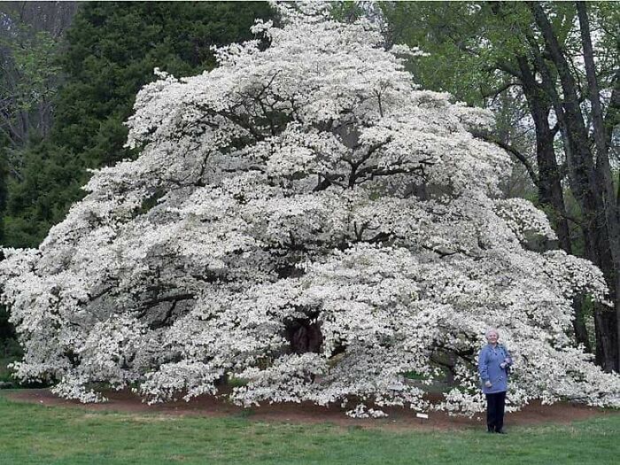 Un cerezo silvestre de 118 años
