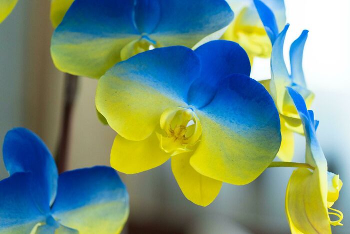 Las orquídeas taiwanesas también apoyan a Ucrania (no está editado)