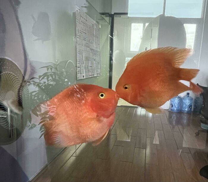 ¡Los dos peces de la oficina se besaron!