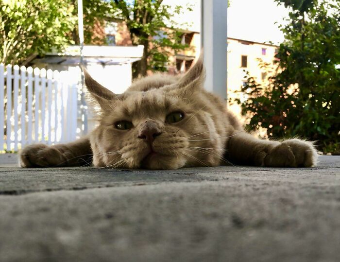 Nuestro Maine Coon amigable con el vecindario