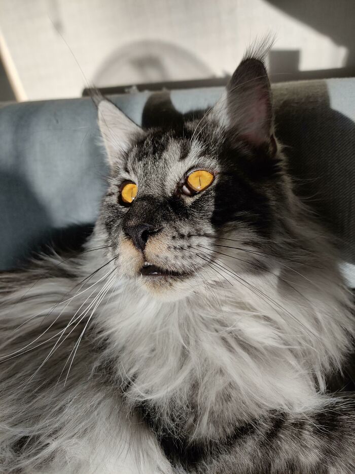Mio tiene unos ojos tan intensamente anaranjados