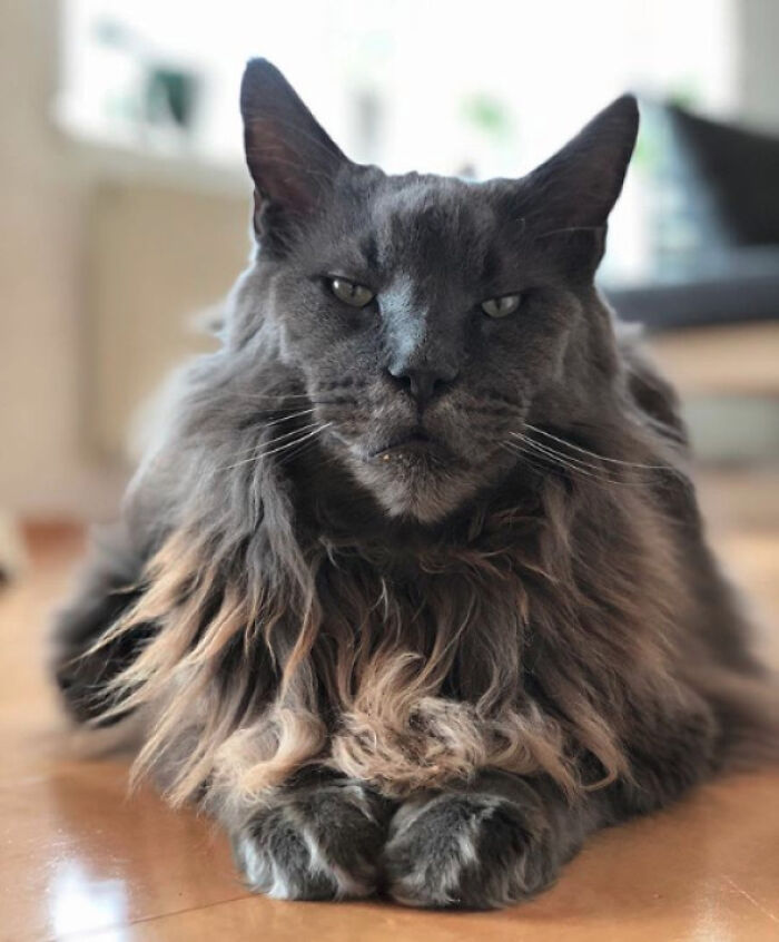 Parece un león y un gato a la vez