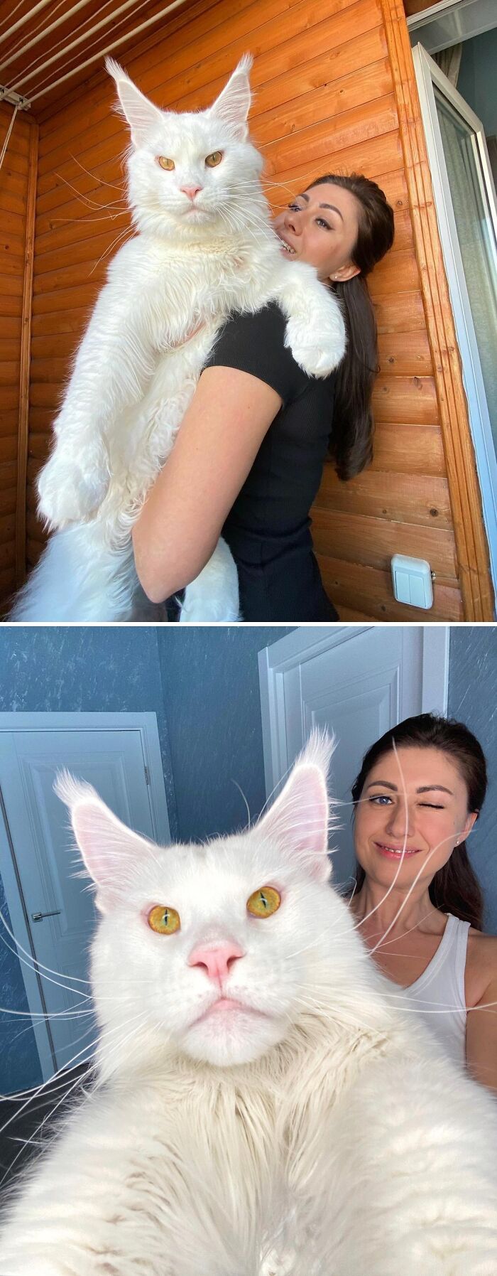 Kefir, el gato gigante de Maine Coon es tan grande que muchos piensan que es un perro al principio