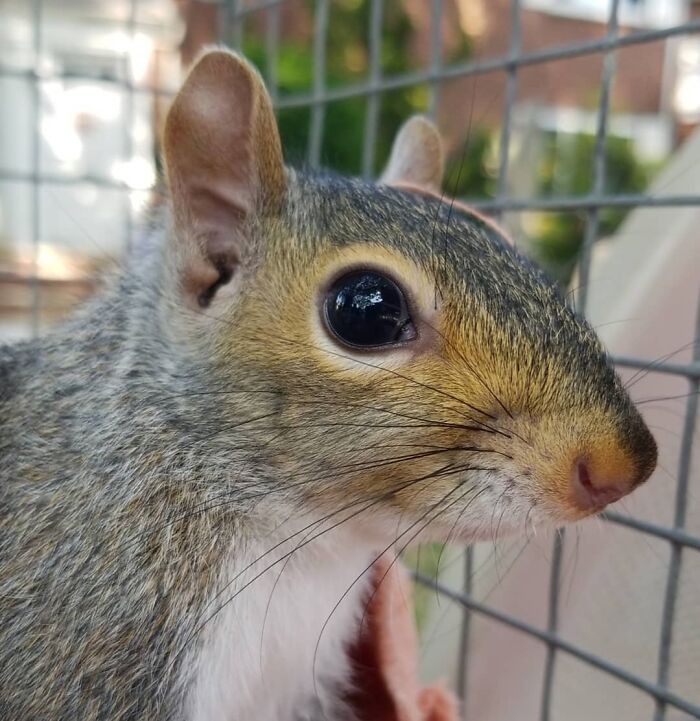 Esta cría de ardilla eligió a su rescatador en vez de la naturaleza tras ser rechazada por su madre