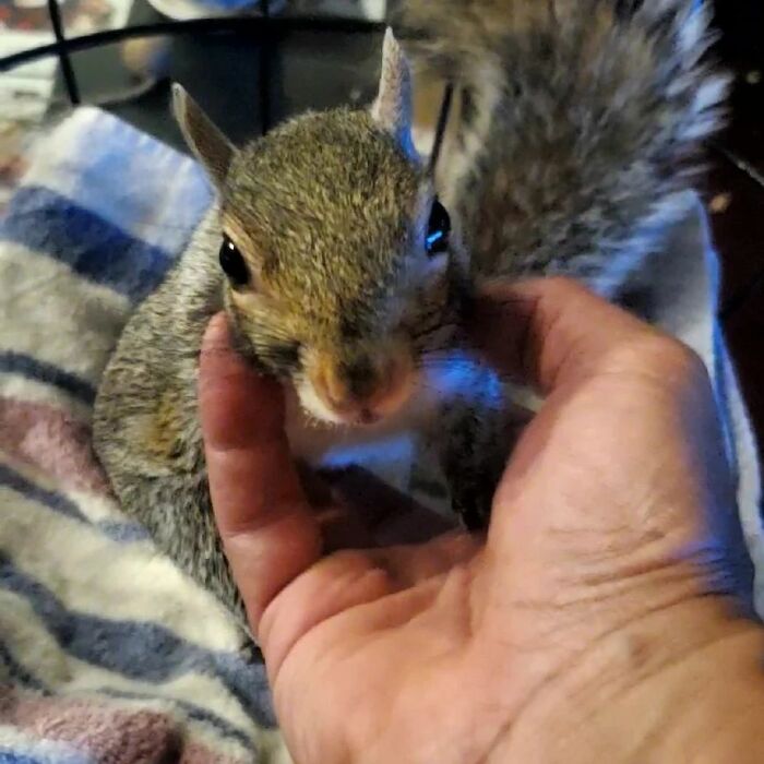 Esta cría de ardilla eligió a su rescatador en vez de la naturaleza tras ser rechazada por su madre