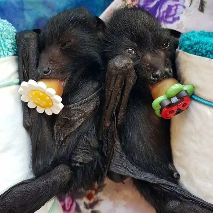 Son hermanos