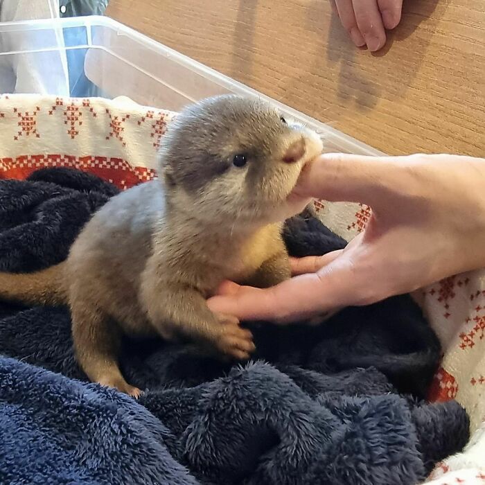Moca parece un bebé dinosaurio