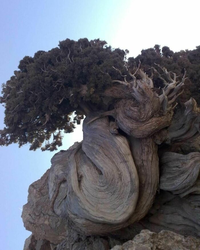 Ciprés de 4852 años en el parque nacional Tandooreh en Irán