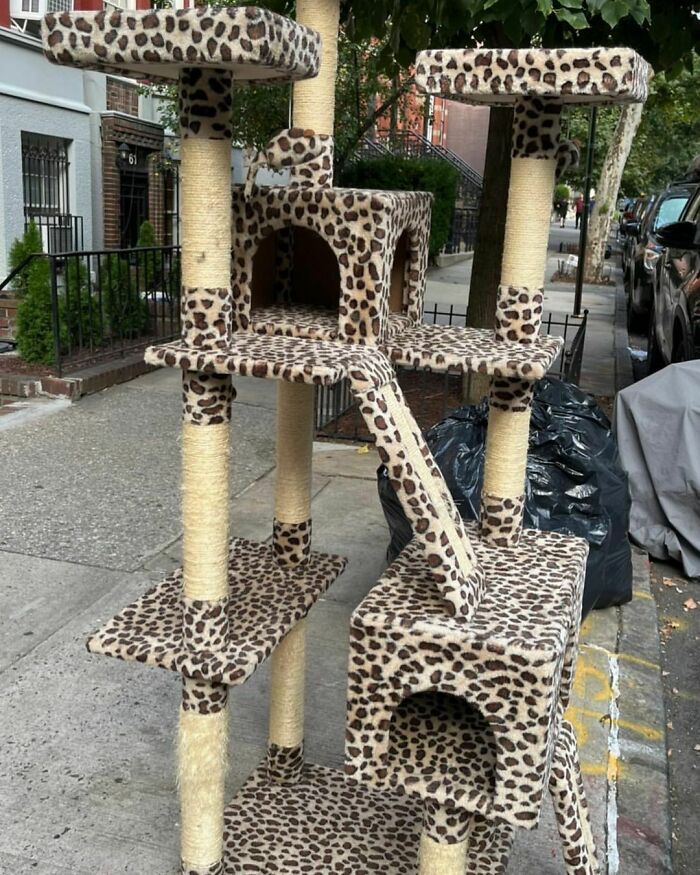 Para gatos chic