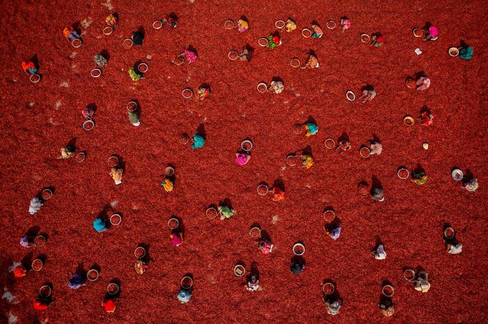 Categoría: Gente, Mención, Mujeres recogiendo chiles rojos Por Azim Khan Ronnie