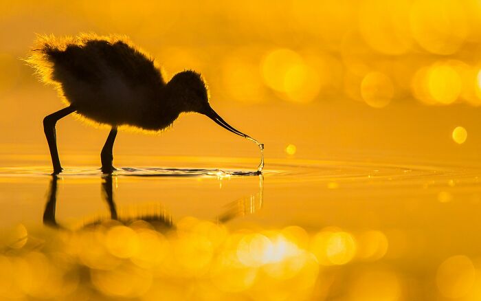 14-17 años: "Polluelo de avoceta" por Tamás Koncz-Bisztricz (Plata)
