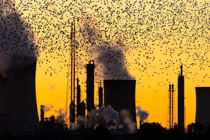Aves urbanas: "A la sombra de la industria" de Brian Matthews (Mención especial)