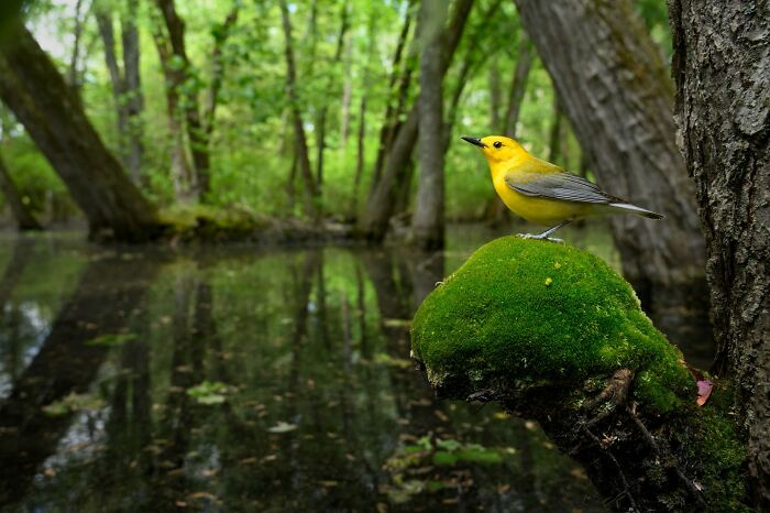 Aves en el medio ambiente: "Un faro en el pantano" de Raymond Hennessy (Mención especial)