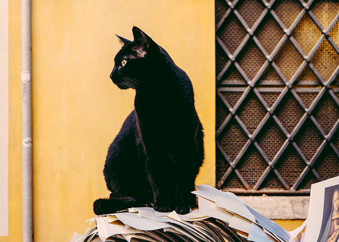 20 Animales con mala reputación que realmente no merecen