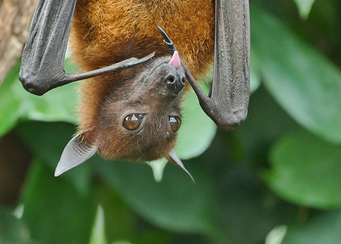 20 Animales con mala reputación que realmente no merecen