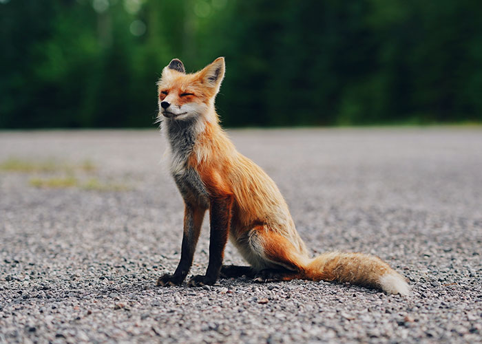 20 Animales con mala reputación que realmente no merecen