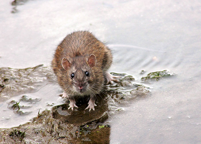 20 Animales con mala reputación que realmente no merecen