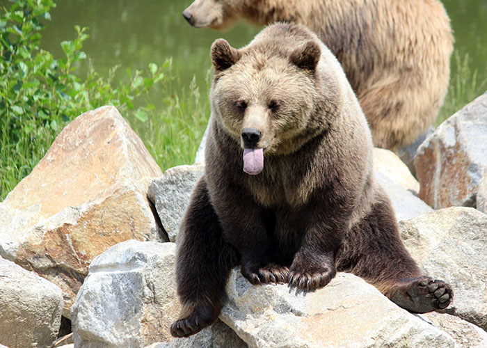 20 Animales con mala reputación que realmente no merecen