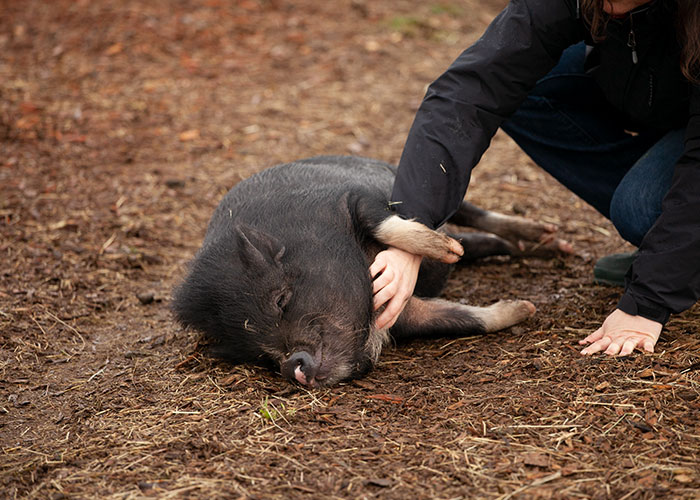 20 Animales con mala reputación que realmente no merecen