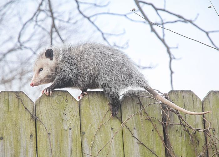 20 Animales con mala reputación que realmente no merecen