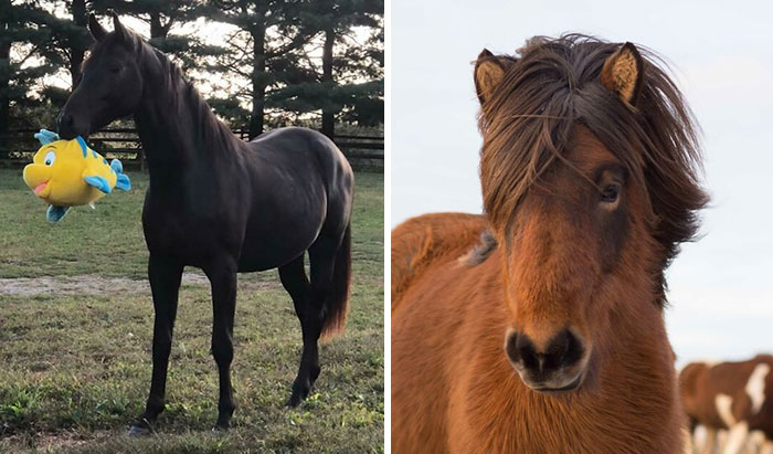 40 Caballos captados en toda su fuerza y belleza
