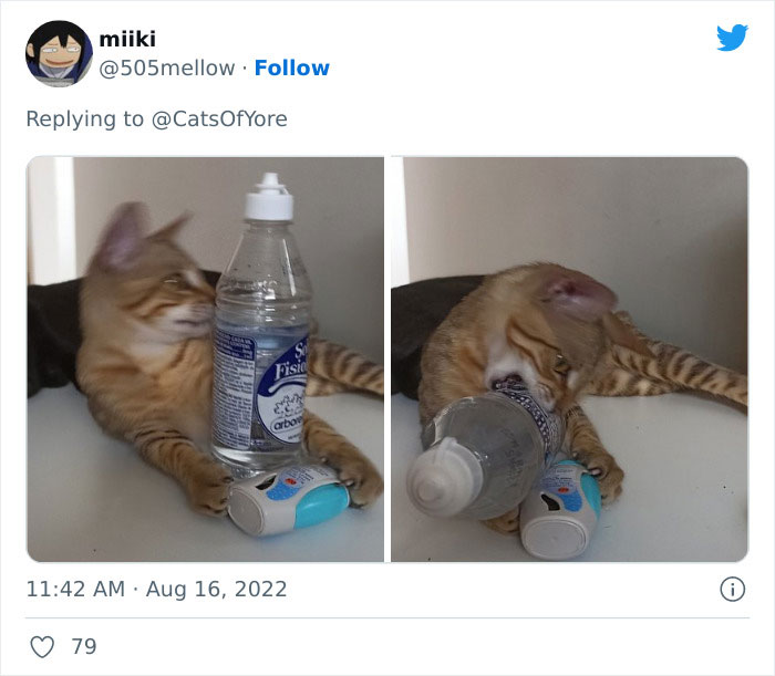 Los gatos destrozando cosas no son un problema moderno, como muestran estas 24 imágenes a través de la historia