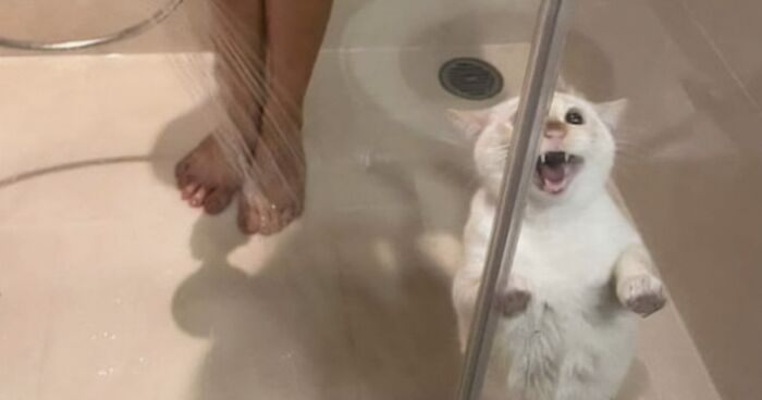 27 De las mejores «fotos caóticas de gatos» compartidas en esta cuenta de Twitter