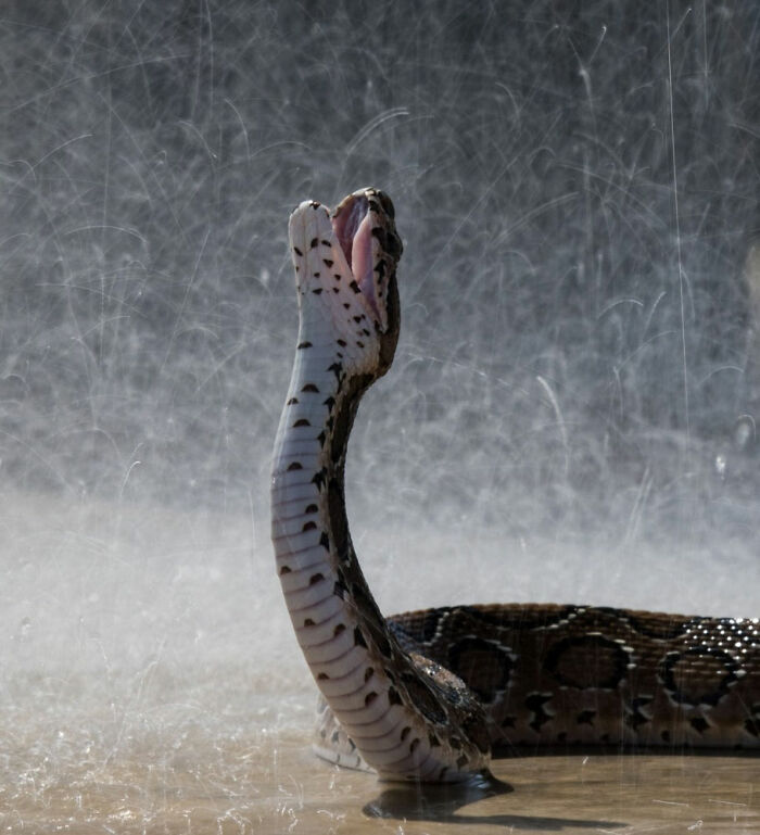 No solo a la gente le gusta la lluvia