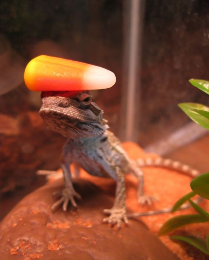 Wesker haciendo equilibrios