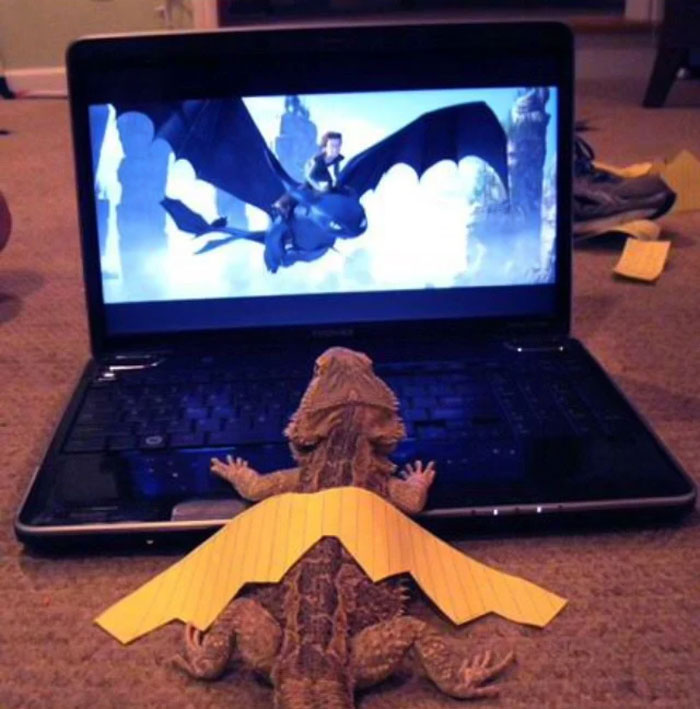 Un dragón barbudo