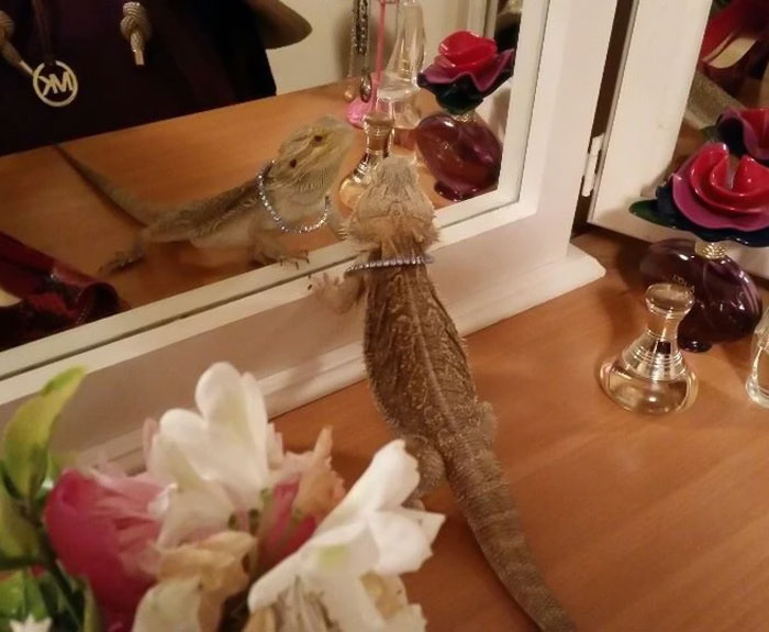 Fred fue hoy al veterinario, y tras 4 años hemos descubierto que es una dama. Aquí Fred siendo fabulosa