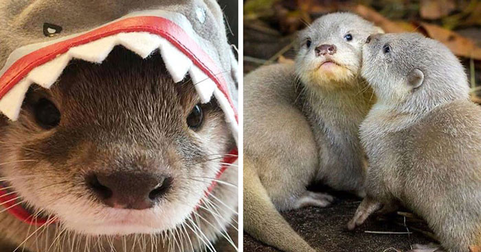 40 Fotos que demuestran que las nutrias son uno de los animales más lindos