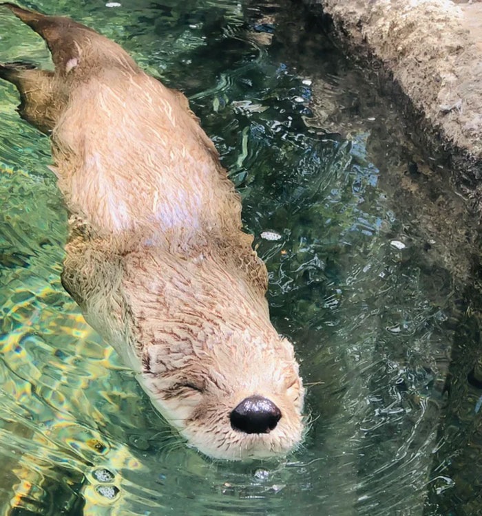 Mi hijo de 10 años tomó esta foto de una nutria