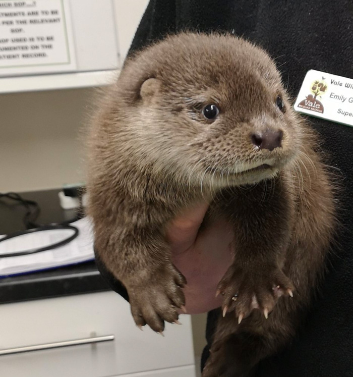 Recientemente nos trajeron un cachorro de nutria