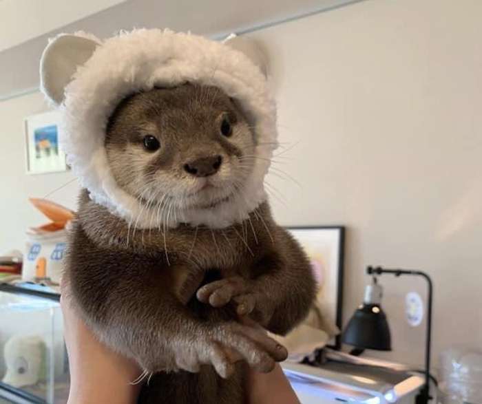 La nutria con sombrero
