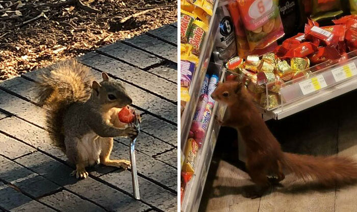 30 Fotos de ardillas adorables entregadas a sus quehaceres
