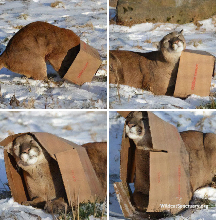 Cómo atrapar a un gato: Edición gatito grande