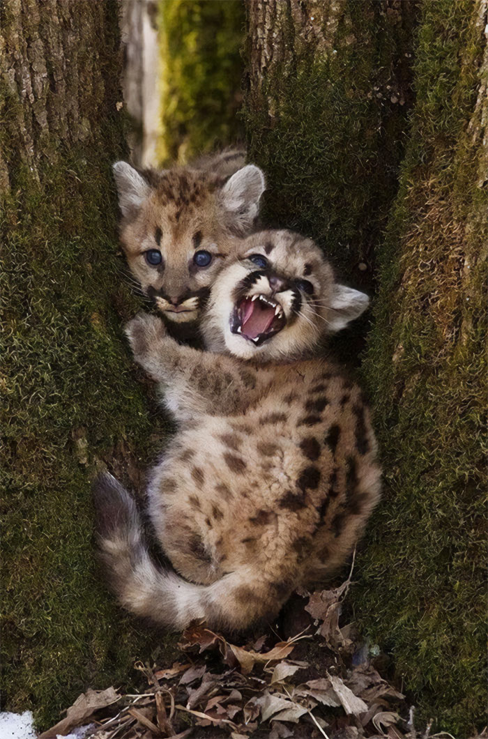 Diminutos gatitos de montaña