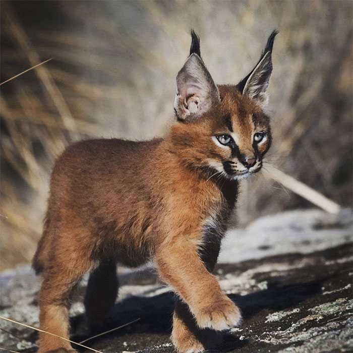 Un gatito caracal