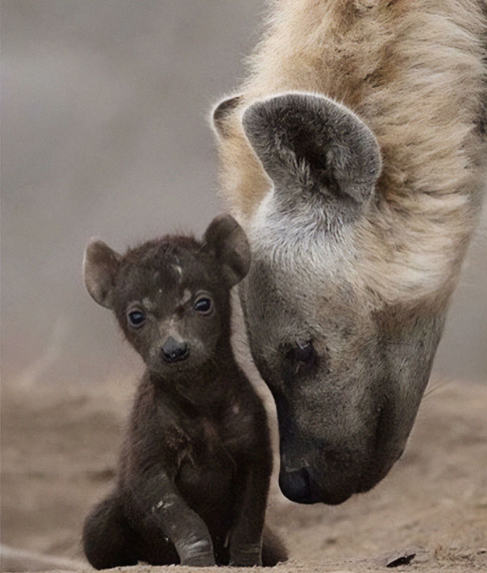 Un dulce momento entre una mamá y su cachorro